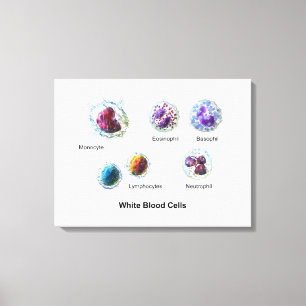 Diagramme des globules blancs leucocytes sur toile