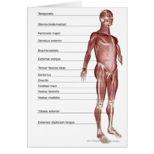 Diagramme du système musculaire
