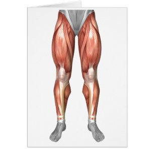 Diagramme illustrant des groupes de muscle sur