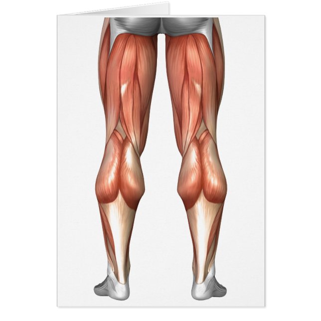 Diagramme illustrant les groupes de muscles de la  (Devant)