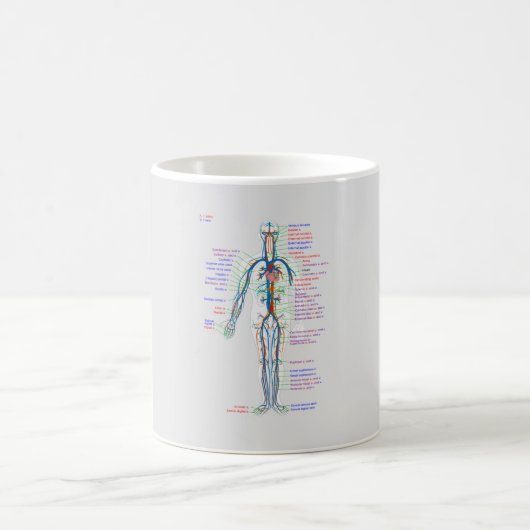 Diagramme MUG Artères du système circulatoire huma (Centre)