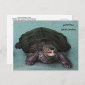 Diamond Back terrapin Briefkaart (Voorkant / Achterkant)