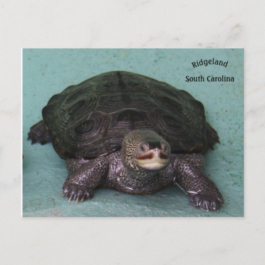 Diamond Back terrapin Briefkaart (Voorkant)