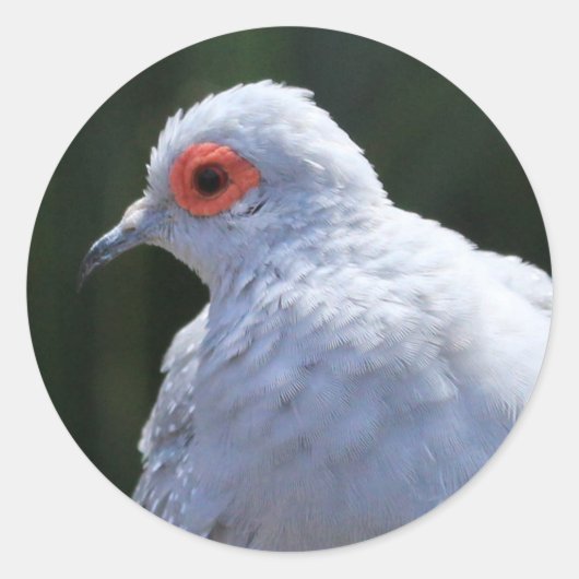 Diamond Dove in de Spotlight Ronde Sticker (Voorkant)