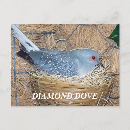 DIAMOND DOVE OP NEST BRIEFKAART (Voorkant)