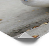 Diamond duif poster (Hoek)