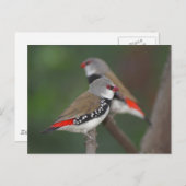 Diamond Finches Briefkaart (Voorkant / Achterkant)