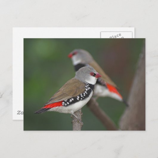 Diamond Finches Briefkaart (Voorkant / Achterkant)