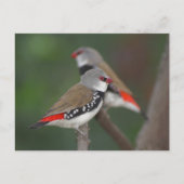 Diamond Finches Briefkaart (Voorkant)