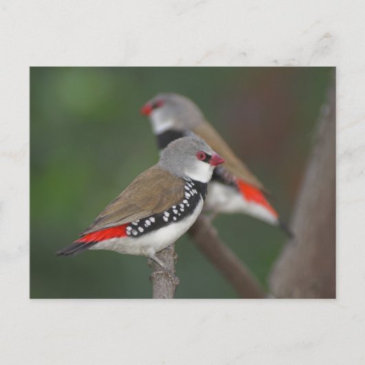 Diamond Finches Briefkaart (Voorkant)