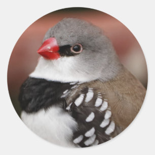 Diamond Firetail Finch Ronde Sticker