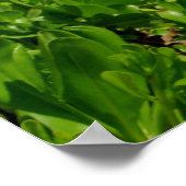 Diamond Head, Honolulu, Hawaii Poster (Hoek)