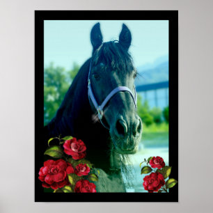 DIAMOND-portret - Poster