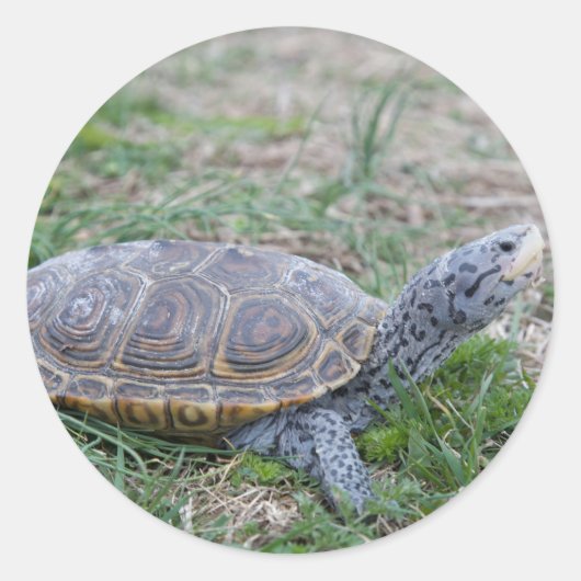 Diamondback Terrapin Turtle stickers (Voorkant)
