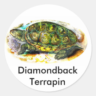 diamondback Terrapin Turtle van JungleWalk.Com Ronde Sticker