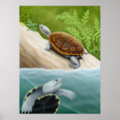 Diamondback Terrapin Turtles Poster (Voorkant)