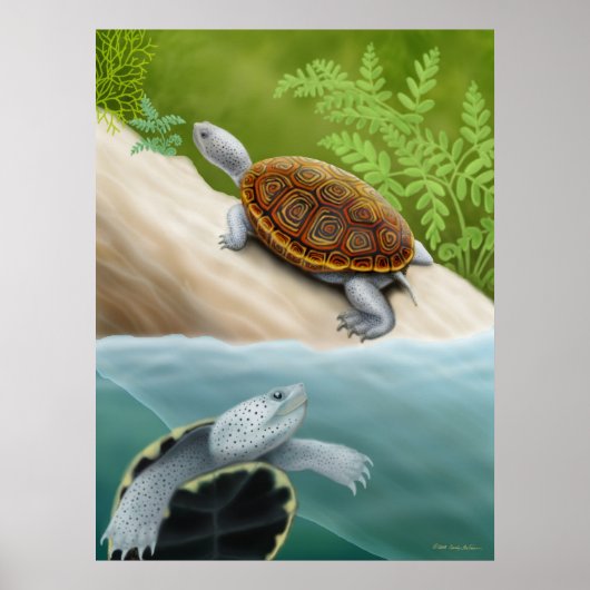 Diamondback Terrapin Turtles Poster (Voorkant)
