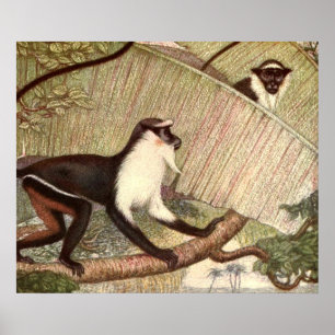Diana-aap door Louis Sargent, Vintage wild dier Poster