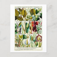  Diandria Floral Botanical Chart