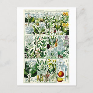 Diandria Floral Botanical Illustration Briefkaart