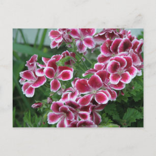 Dianthus Briefkaart