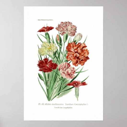 Dianthus caryophyllus (anjer) poster (Voorkant)