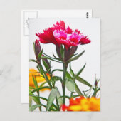 Dianthus Flower Briefkaart (Voorkant / Achterkant)