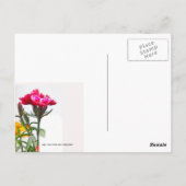 Dianthus Flower Briefkaart (Achterkant)