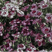 DIANTHUS FLOWERS KAART