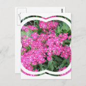 Dianthus Perennial Briefkaart (Voorkant / Achterkant)