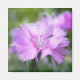 Dianthus Plumarius Flower Magneet