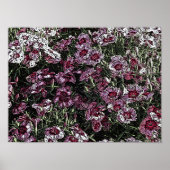 DIANTHUS POSTER (Voorkant)