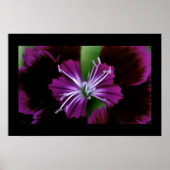dianthus poster (Voorkant)