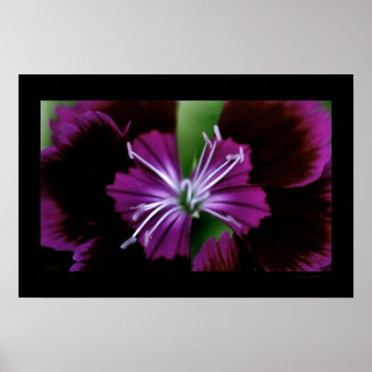 dianthus poster (Voorkant)