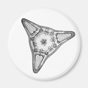Diatom Magneet