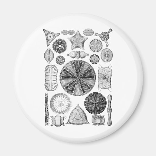Diatomen Magneet (Voorkant)