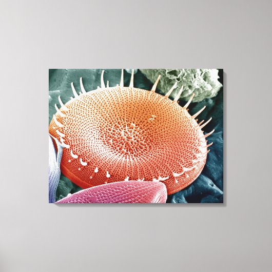 Diatoom, een eencellige alg. canvas afdruk (Voorkant)