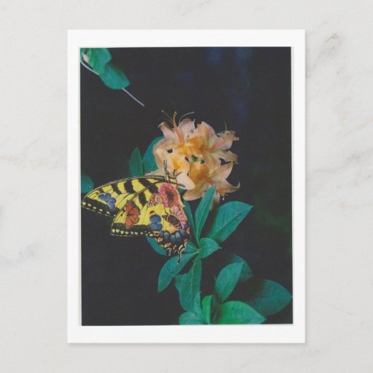 Dibble_Artworks_124_Butterfly Briefkaart (Voorkant)