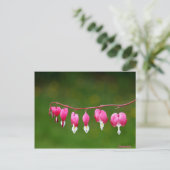 Dicentra - Cartes postales florales en forme de co (Debout devant)