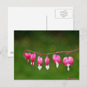 Dicentra - Cartes postales florales en forme de co (Devant / Derrière)