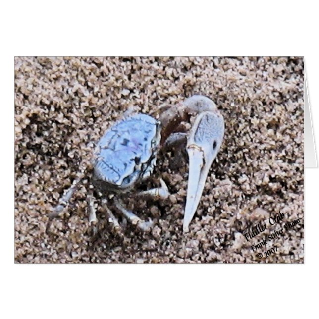 Dicht en vuil. Fiddler Crab (Voorkant Horizontaal)