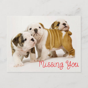 Dichte Engelse Bulldog Puppy Honden Briefkaart