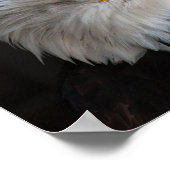 Dichte fotografie van Bald Eagle Poster (Hoek)