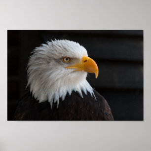Dichte fotografie van Bald Eagle Poster