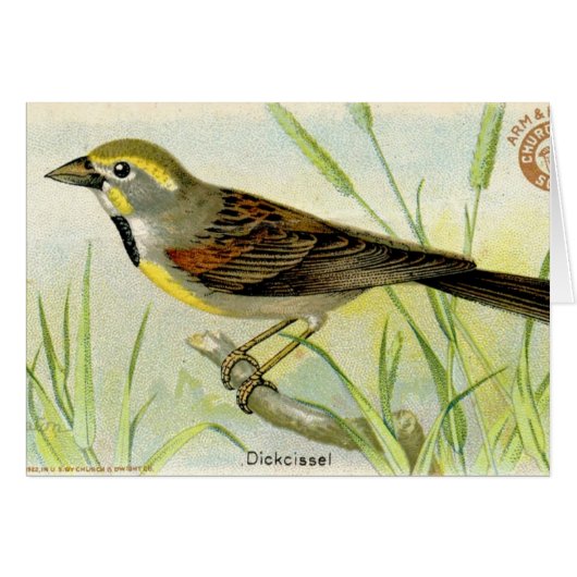 Dickcissel (Devant horizontal)