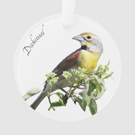 Dickcissel Bird (devant)