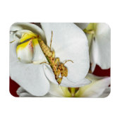 Die Asiatische Blütenmantis Magneet (Horizontaal)