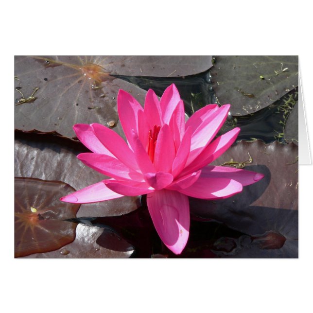 Die Schönheit des Lotus (Voorkant Horizontaal)