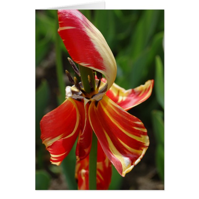Dieing Tulip (Devant)