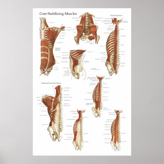 Diep- en kernstabiliserende spieren Anatomie Poste Poster (Voorkant)